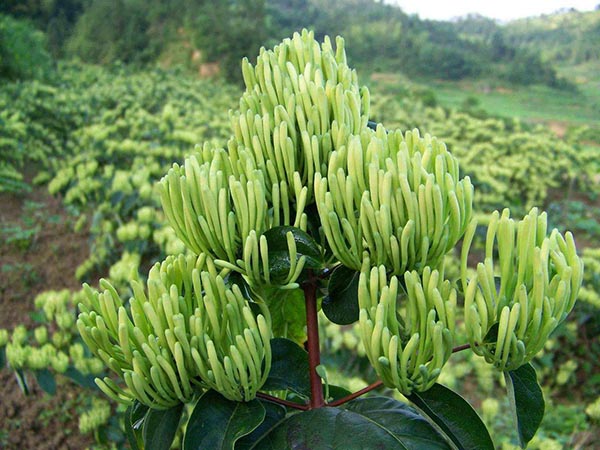 金銀花盆景銷(xiāo)售