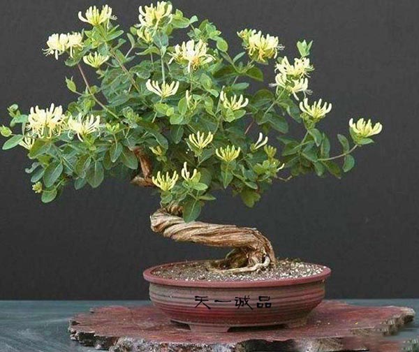 金銀花盆景價(jià)格