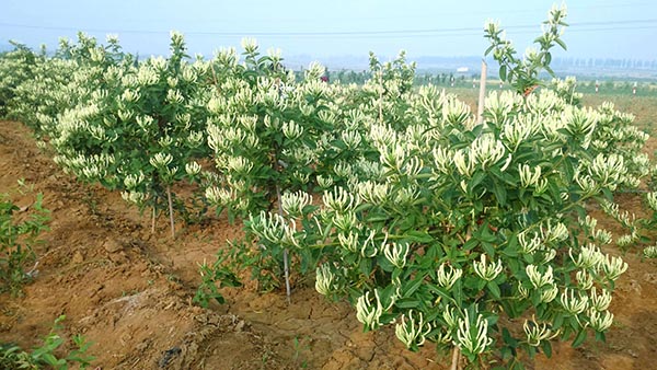 金銀花種植技術(shù)