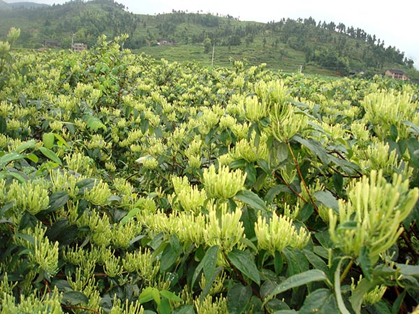 金銀花種植基地