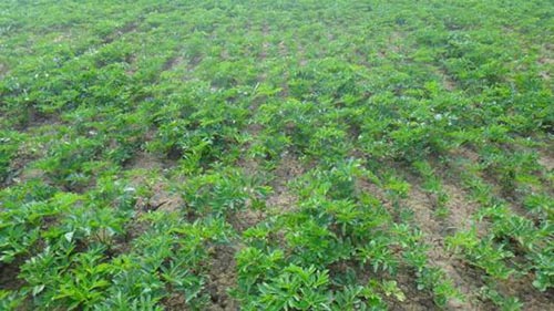 白芷經(jīng)銷(xiāo)