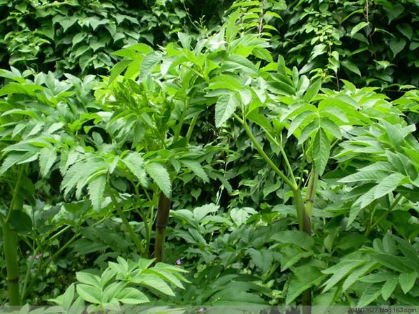 白芷批發(fā)價(jià)格