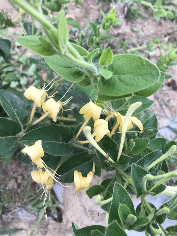 種植基地
