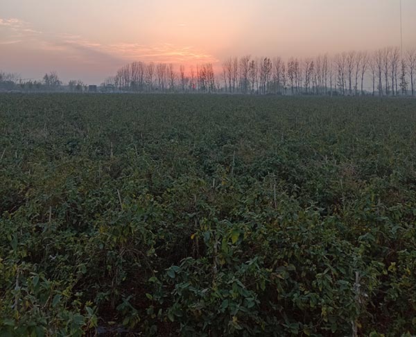 種植基地