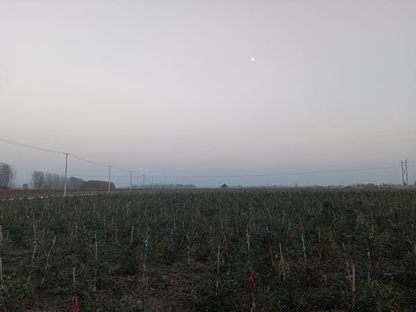 種植基地
